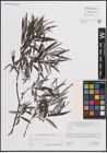 Foto von Salix eleagnos Scop.
